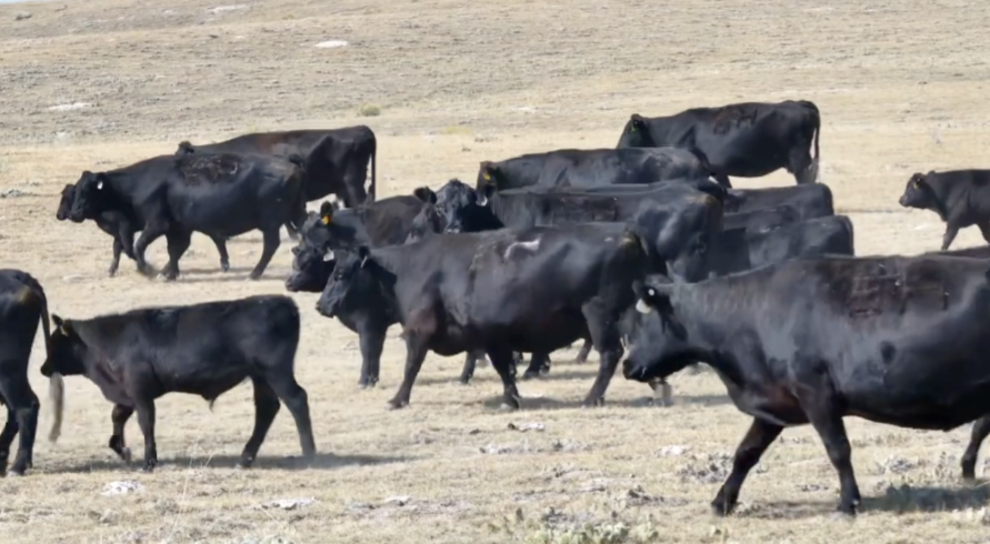 100 Head Of Black Angus/ Black Baldy- BC911D5
